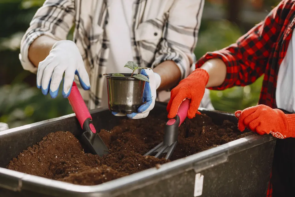Gloved hands repotting young plants in a soil tray.
