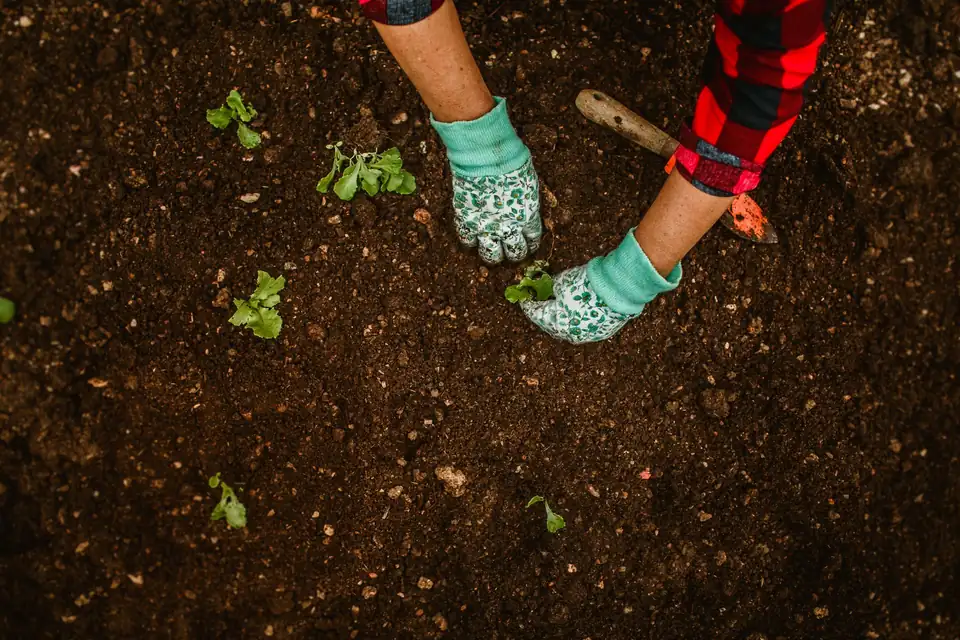 Top view: two people in gloves planting seedlings in the soil.