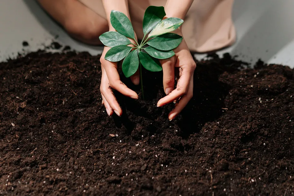 Hands placing a young plant in the soil.