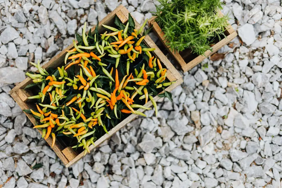 Crate of chilli peppers and a box of fresh herbs on gravel, seen from above.