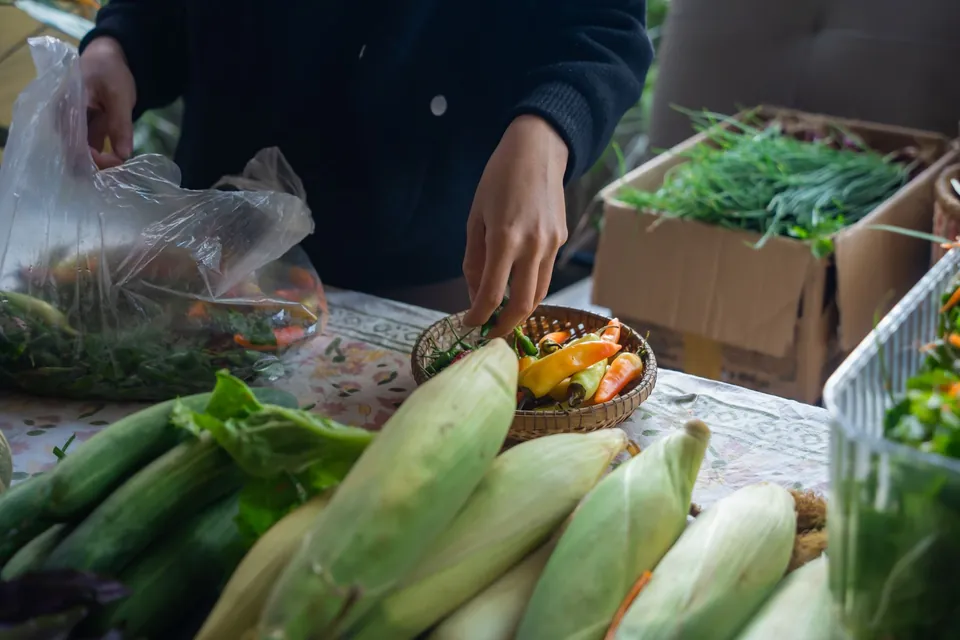 Hands picking chilli peppers from a basket, in front of ears of corn.
