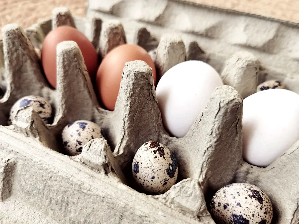 Hen and quail eggs in a cardboard carton.