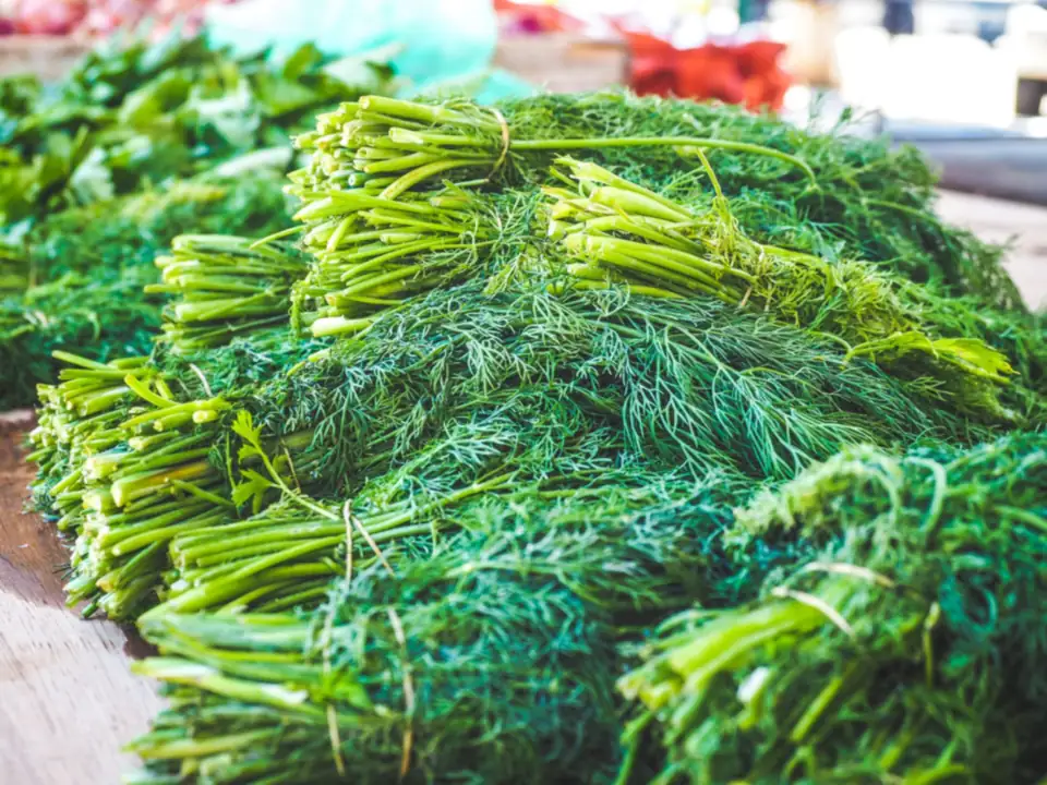 Bunches of dill and fresh herbs piled on a stall.