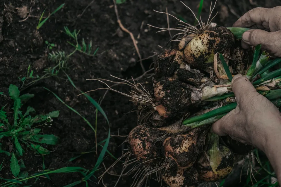 Hands pulling onions from the soil.